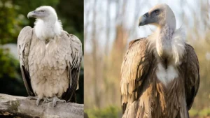 himalayn-vult-1768274319