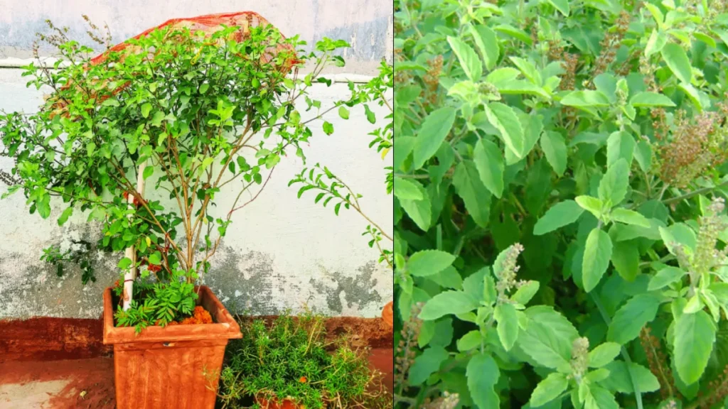 tulsi-plant-care-27-01-2026-1769489247