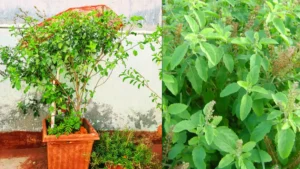 tulsi-plant-care-27-01-2026-1769489247