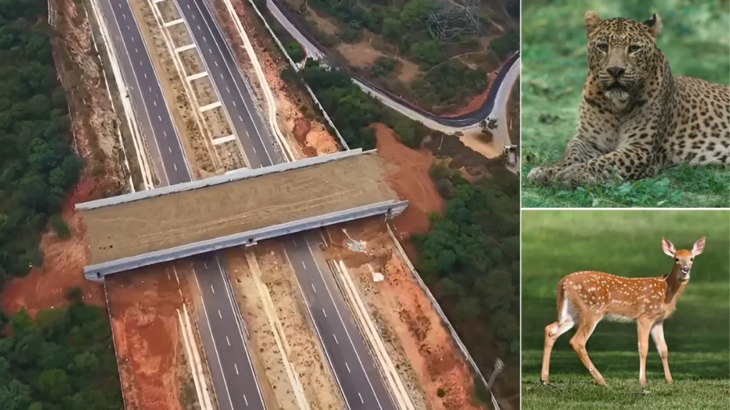 national-highway-animal-1770862473