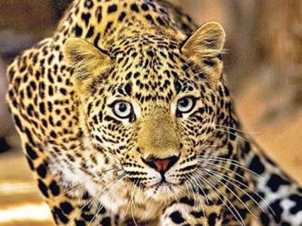 symbolic_pic_1776510724692_1776510725192