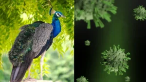 karnataka-bird-flu-news-1777695593