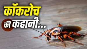 whatsapp-image-2026-05-21-at-12.13.15