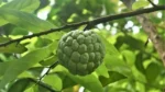 Custard-Apple-Benefits-Fo-Heart-Health_V_jpg--1280x720-4g