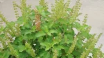 adhik-maas-tulsi-puja