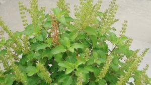 adhik-maas-tulsi-puja