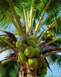 coconut-tree-1