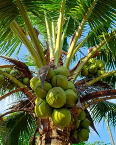 coconut-tree-1
