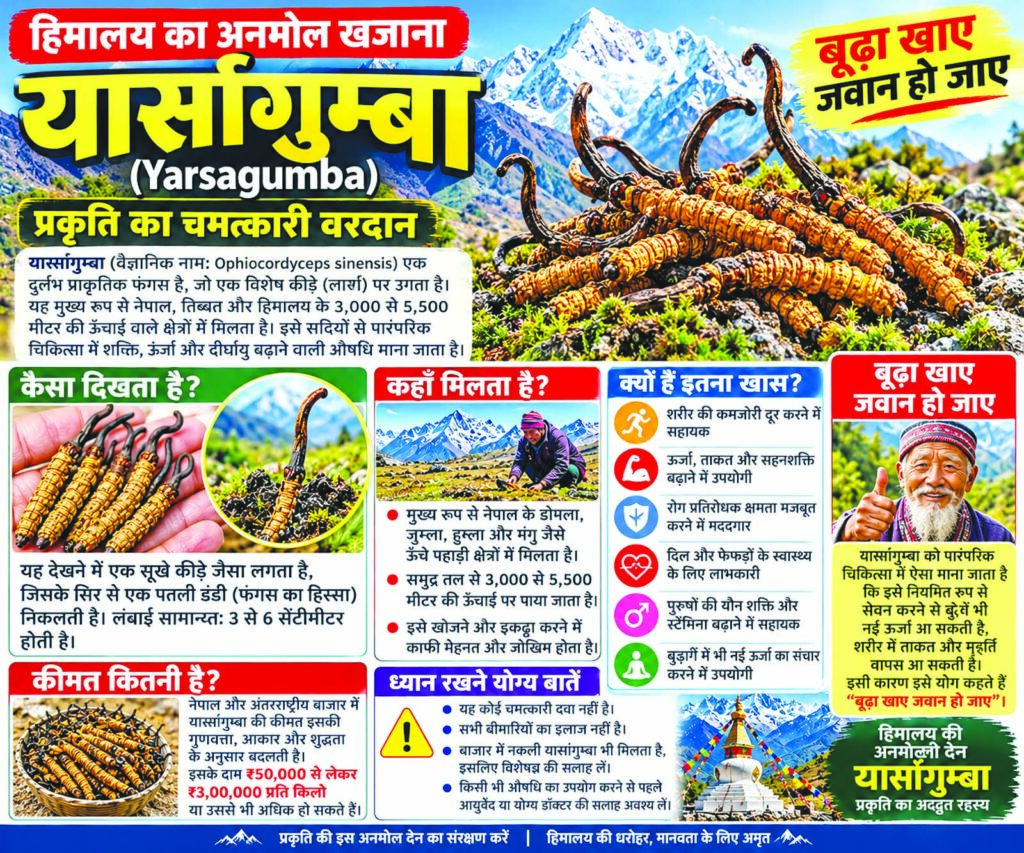 Yarsagumba_ Himalayan Medicinal Treasure-1