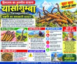 Yarsagumba_ Himalayan Medicinal Treasure-1